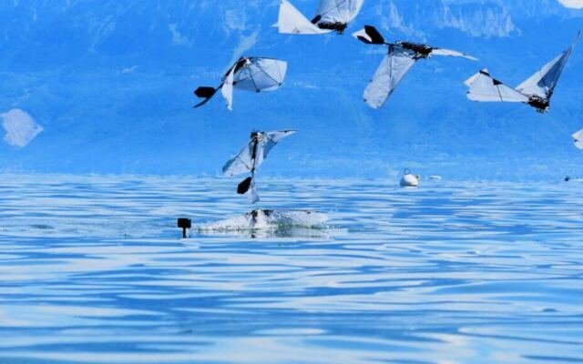 A flapping robot swims and flies like a diving bird