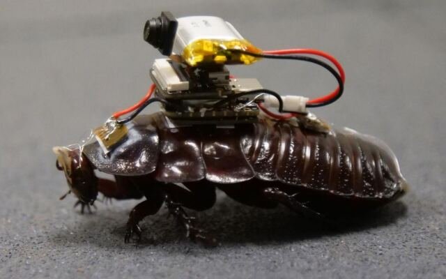 Cyborg Roaches Can Stab You With Needles