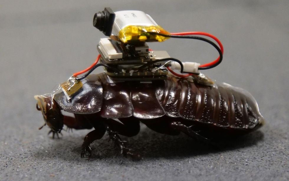 Cyborg Roaches Can Stab You With Needles
